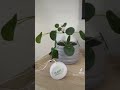 Pilea peperomioides plant music