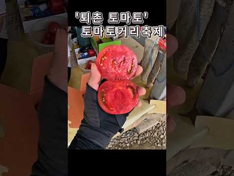 축제가 끝나도 계속되는 맛! 싱싱한 퇴촌 토마토 거리 축제 현장 대공개 🍅 #shorts #퇴촌토마토축제 #찰토마토 #퇴촌토마토
