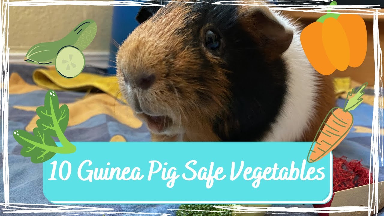 What Materials Are Safe For Guinea Pigs at Echo Seiber blog