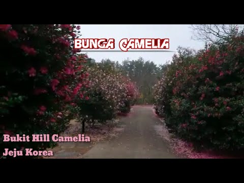 Video: Camellia Jepun (28 Foto): Merawat Tanaman Japonica Dengan Bunga Berganda Di Rumah, Menanam Benih Dan Tumbuh