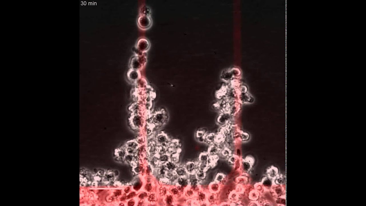 Epithelial bridges maintain tissue integrity during collective cell ...