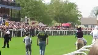 Beverley Donkey Derby 2015