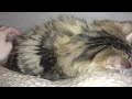 Beautiful siberian kitty sweet tender fluffy kitty