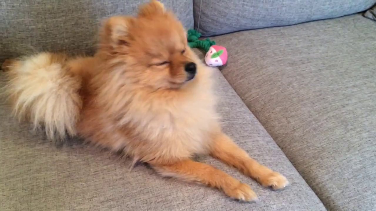 ポメラニアン 子犬の動画 Pomeranian puppies YouTube