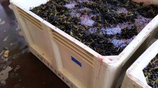 Challengeno2Offootstomping