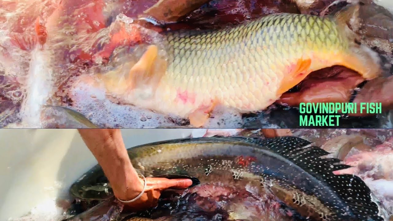Fish Market Delhi govindpuri fish market Delhi Fish Market near me
