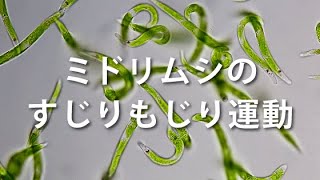 ミドリムシのすじりもじり運動 :: 国立科学博物館