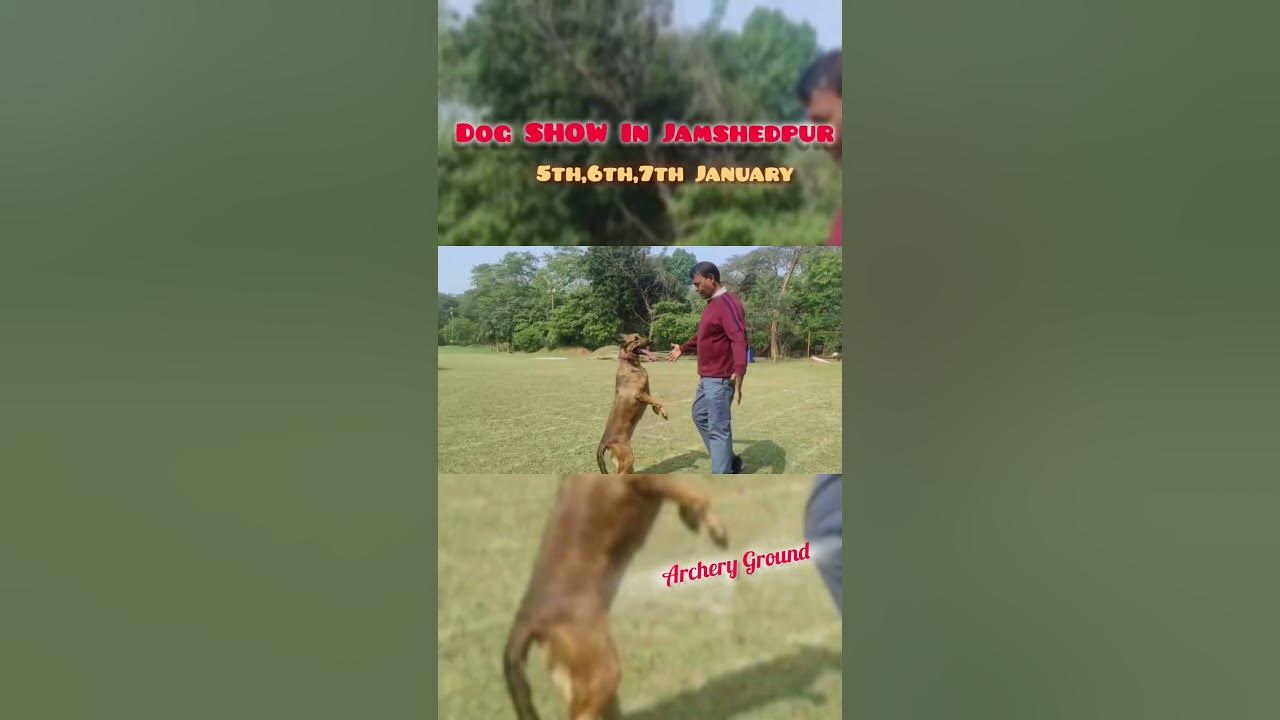 Dog Show To Be Held In Jamshedpur On 5th 6th and 7th January। dogshow