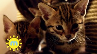 Ep.7 The Secret Life of Kittens |  Ned and Dots New Home | Milkshake!