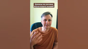 Почему кошка играет мышкой, но не ест ее. Почему бездомные кошки не ловят мышей
