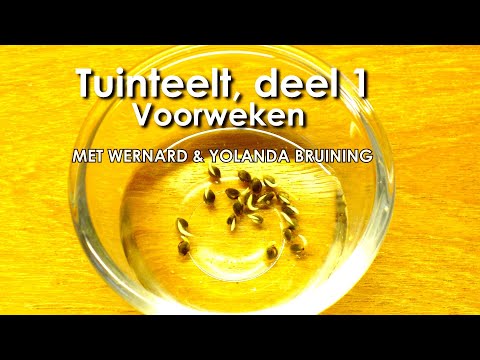 Video: Hoe Om Mimosa Te Kweek