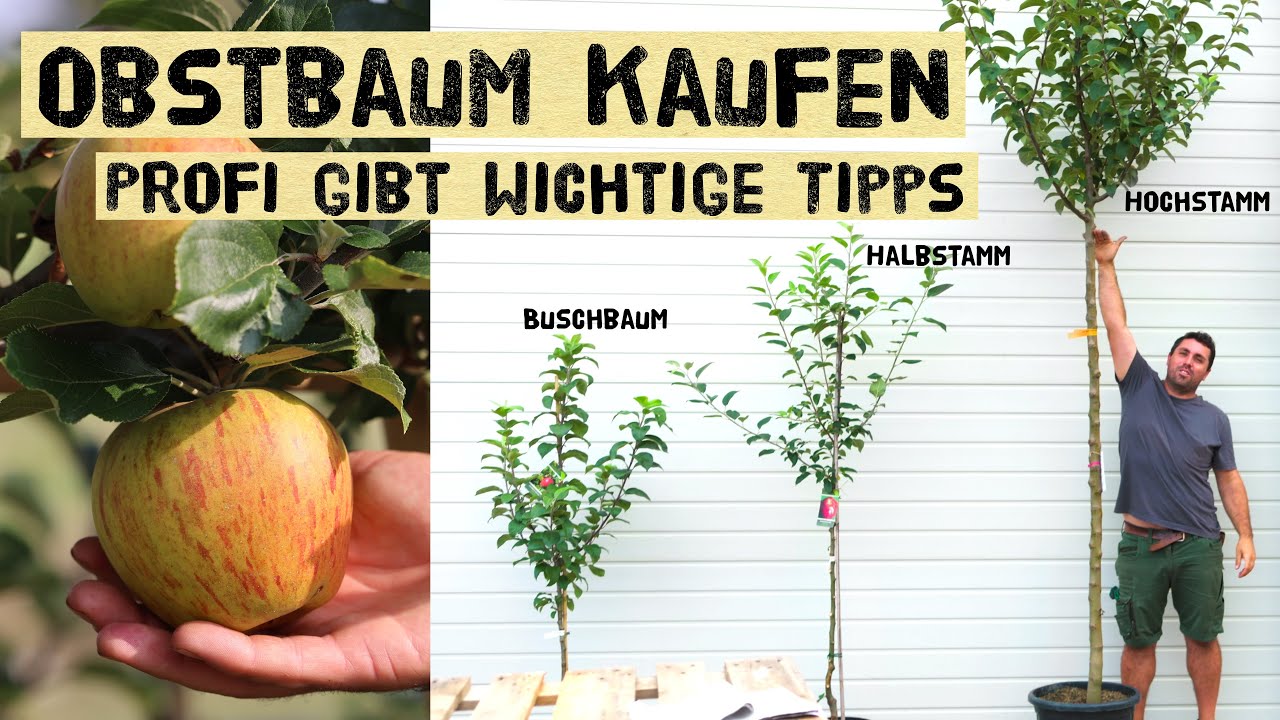 Das solltest du unbedingt wissen bevor du einen Obstbaum kaufst! Baumschulprofi klärt auf!