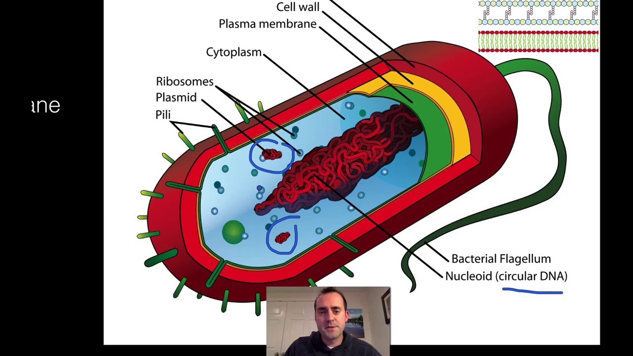 Unit 6 - Bacteria Structure and Reproduction - YouTube