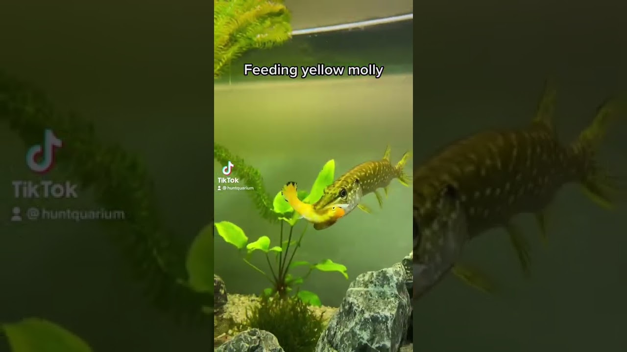 Pike eating yellow molly