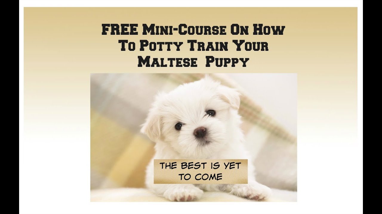 are maltese dogs easy to train