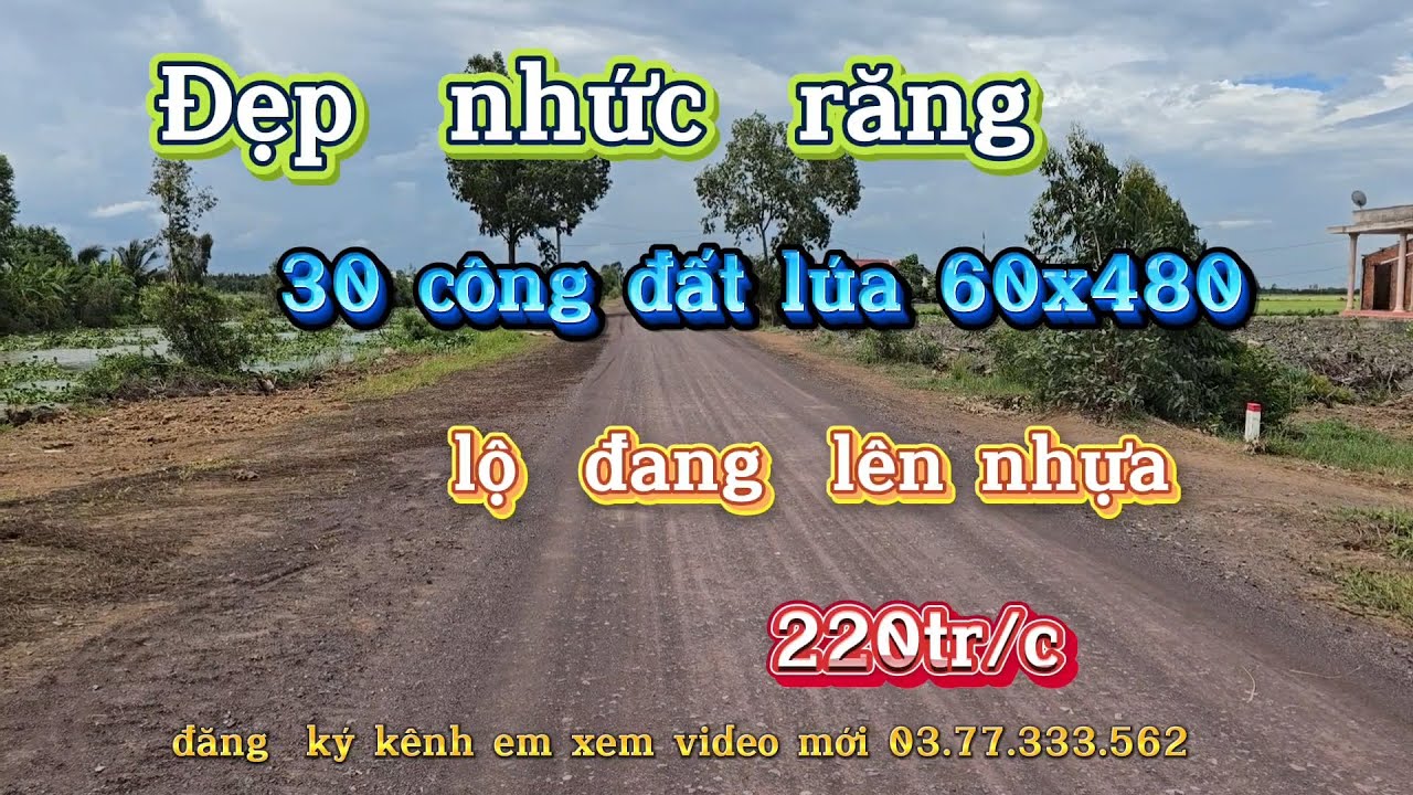 Bán  rẻ 30 công đất lúa  tại thạnh hóa long an