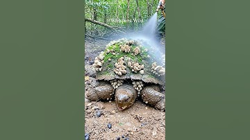 Forest Tortoise Covered in Barnacles Gets Gentle Hose Rescue #animalrescue  #wildlife #forest