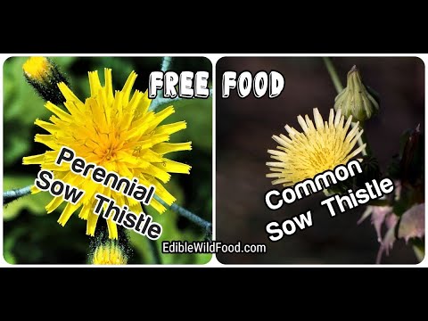 Sow Thistles: Perennial Sow Thistle and the Common Sow Thistle