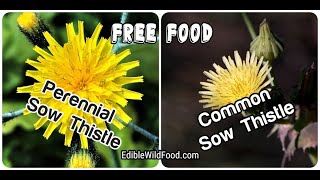 Sow Thistles: Perennial Sow Thistle and the Common Sow Thistle