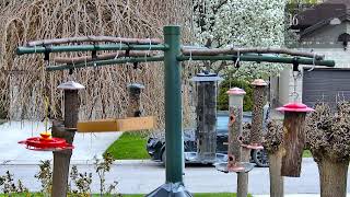 A Downy woodpecker, a Blue Jay, and a Chickadee!