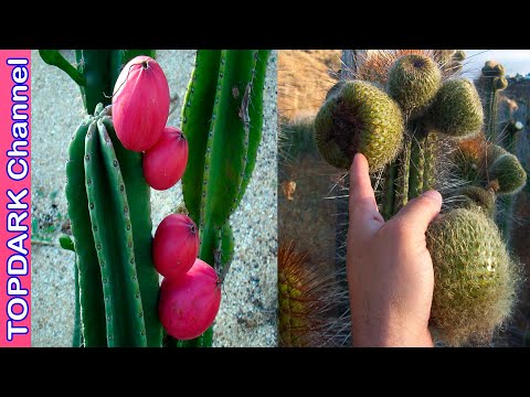 Video: ¿Puedes comer un cactus?: Información sobre las plantas de cactus comestibles