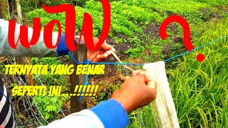 Totorial cara memasang jaring burung di sawah