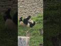 Naughty naughty CanYang #panda #funny #love #cute #fun #healing #animals #shorts #cutepanda