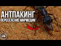 РАСПАКОВКА ПОСЫЛОК // ПЕРЕСЕЛЕНИЕ МИРМЕЦИИ // AntKeeper