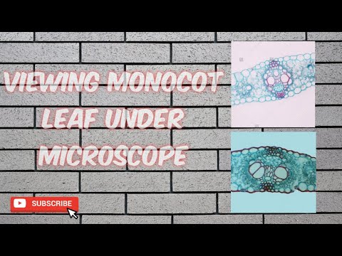 Monocot leaf cells
