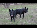 Luxurious black German shepherds Monarch and Chara. We are waiting for a new litter! Odessa. Ukraine