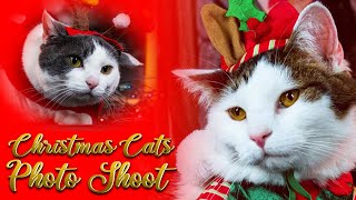 Christmas Cats Photo Shoot - Studio Photography Lighting for Pets