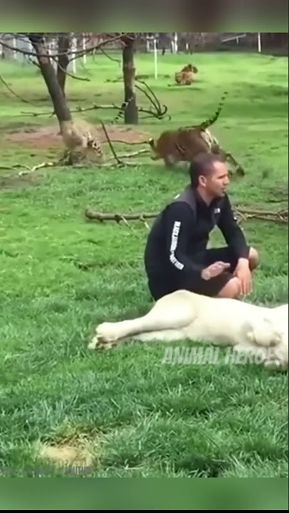 Tiger Saves Zoo Keeper from Leopard Attack 🐅🔥