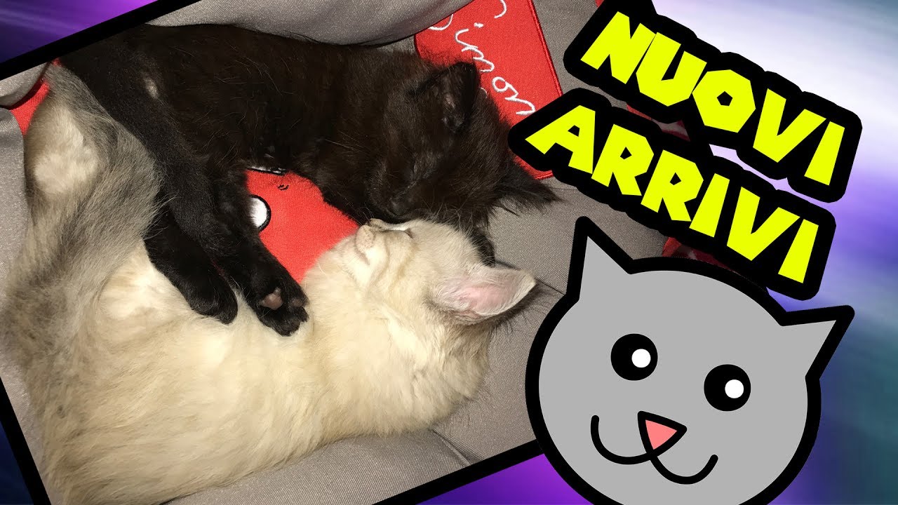 Due Nuovi Gattini In Famiglia Youtube