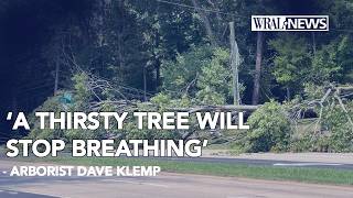 'Thirsty' tree collapses in Raleigh