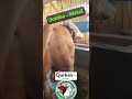 sapi Qurban super Jumbo istimewa