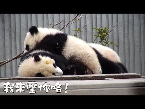 《熊貓早晚安》我來壓你咯！| iPanda熊猫频道