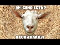 Сколько ест коза? Расчет суточного рациона в кормовых единицах без калькулятора #животноводство