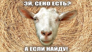 видео: Сколько ест коза? Расчет суточного рациона в кормовых единицах без калькулятора #животноводство картинка: Сколько ест коза? Расчет суточного рациона в кормовых единицах без калькулятора #животноводство