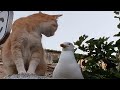 CATS Masters Of Weird And Unpredictable Antics CATS Masters Of Weird And Unpredictable Antics
