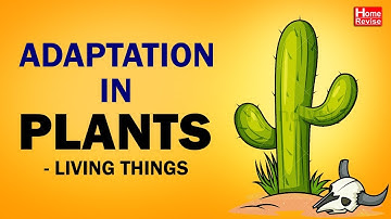 Adaptation In Plants - Living Things | Class 4 | Science | CBSE Board | Home Revise