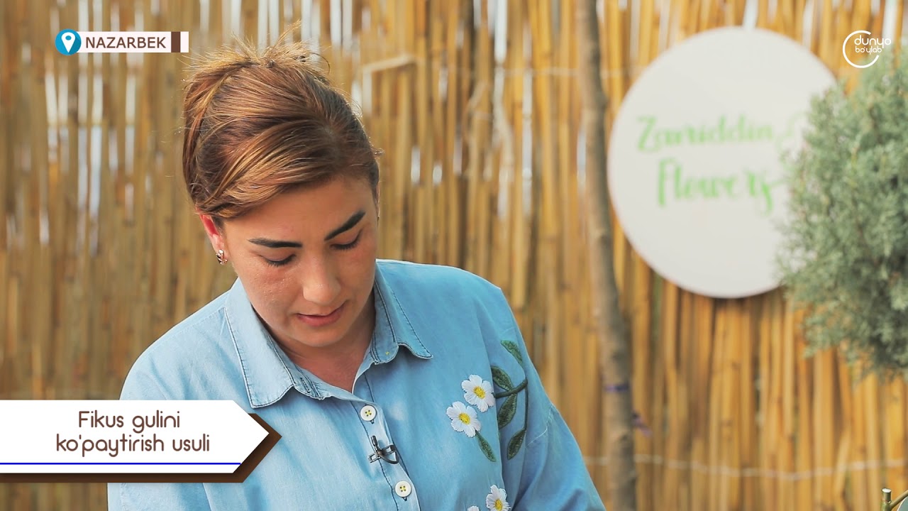 ФИКУС ГУЛИНИ КЎПАЙТИРИШ УСУЛИ