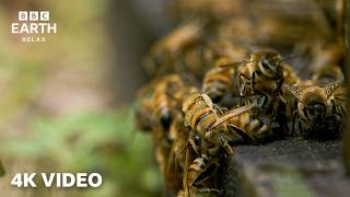 Wild Japan In 4K | A Peaceful Nature Journey – Part 2 | BBC Earth Relax