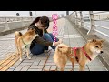 10キロ散歩にトライするとこうなる…