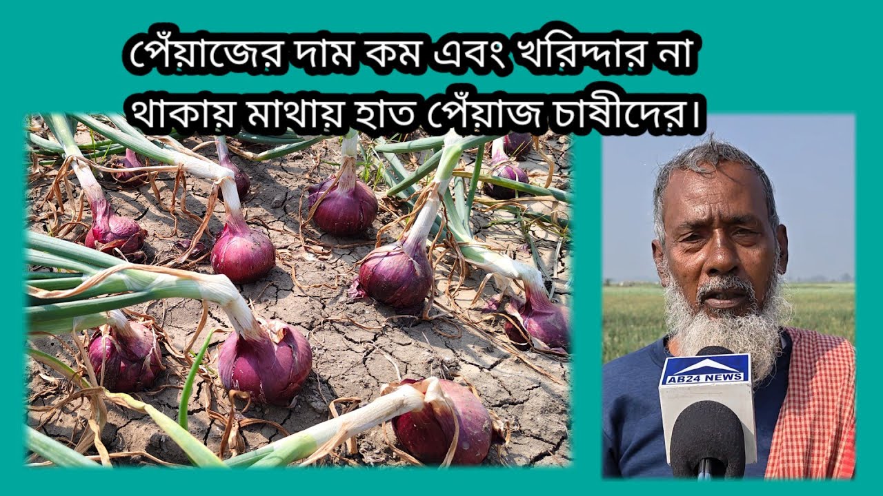 জমিতে পেঁয়াজ তৈরি হয়ে গেলেও। দামও নেই খরিদ্দার ও নেই। মাথায় হাত নওদার পেঁয়াজ চাষীদের।