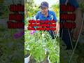 P chăm hoa Dạ Yến thảo trồng bằng cành mập ú #plamvuon #ptrongrausach #pgardening #hoadayenthao