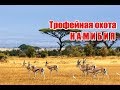 Трофейная охота в Намибии (UKR)