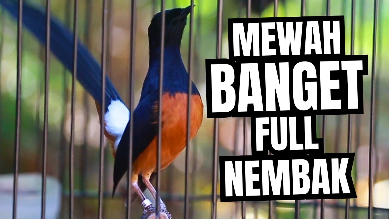 MURAI BATU GACOR FULL ISIAN TEMBAKAN MEWAH SANGAT AMPUH MELATIH MURAI BATU EMOSI BONGKAR ISIAN