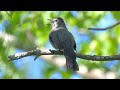 One bird makes dramatically different sounds | Gray Catbird singing and mewing call