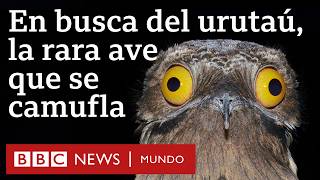 Thumbnail image for El joven uruguayo que busca al misterioso urutaú, el pájaro con camuflaje que es único en América