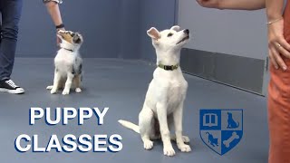 Free Webinar  A Guide to Puppy Classes with Dr. Ian Dunbar